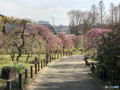 咲き始めのしだれ梅の道１