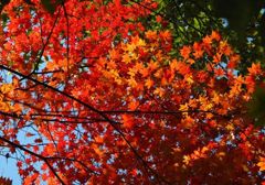 宝福寺紅葉-2