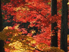 -宝福寺紅葉-1