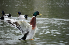 鴨の飛び立つ瞬間
