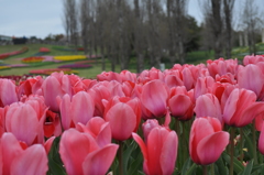 明石海峡公園のチューリップ⑤