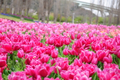 明石海峡公園のチューリップ⑥