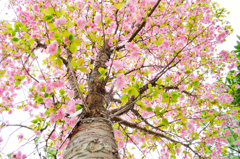 桜の大木