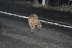 帯広のキタキツネ