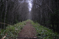 タウシュベツ橋梁へ繋がる並木道