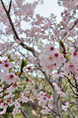 明石海峡公園の桜