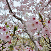 明石海峡公園の桜