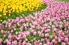明石海峡公園のチューリップ③
