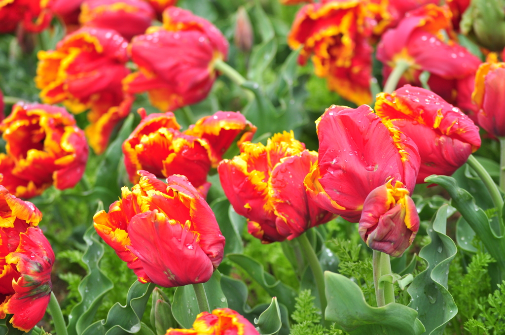 明石海峡公園のチューリップ①