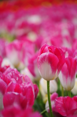 明石海峡公園のチューリップ④