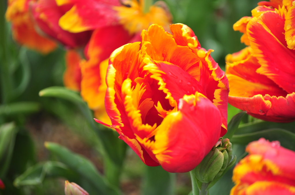 明石海峡公園のチューリップ②