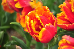 明石海峡公園のチューリップ②