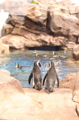 京都水族館