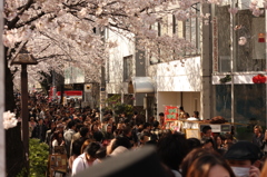 目黒川桜５