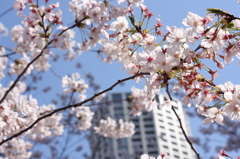 目黒川桜２