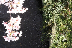 目黒川桜８