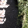 目黒川桜８
