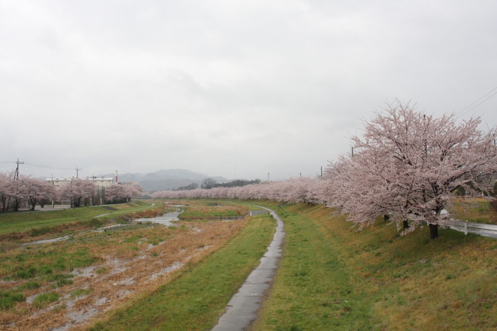 雨の本庄市桜２