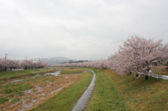 雨の本庄市桜２