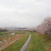 雨の本庄市桜２