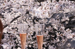 目黒川桜６
