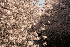 目黒川桜４