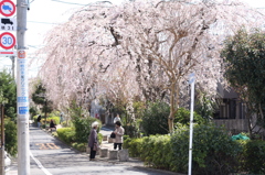 桜散歩１