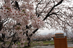 雨の本庄市桜１