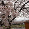 雨の本庄市桜１