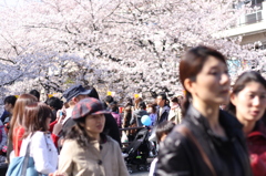 目黒川桜３