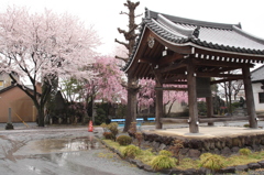 雨の本庄市桜４