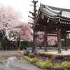 雨の本庄市桜４