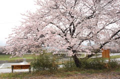 雨の本庄市桜３