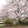 雨の本庄市桜３