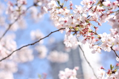 目黒川桜２