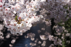 目黒川桜７