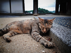 尾道で出会った猫  #04