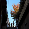 Autumn Color