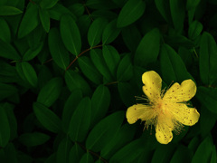 Spark yellow