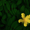 Spark yellow