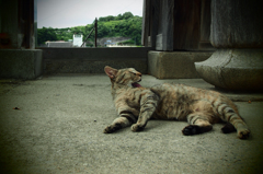 尾道で出会った猫  #02