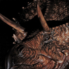 Triceratops