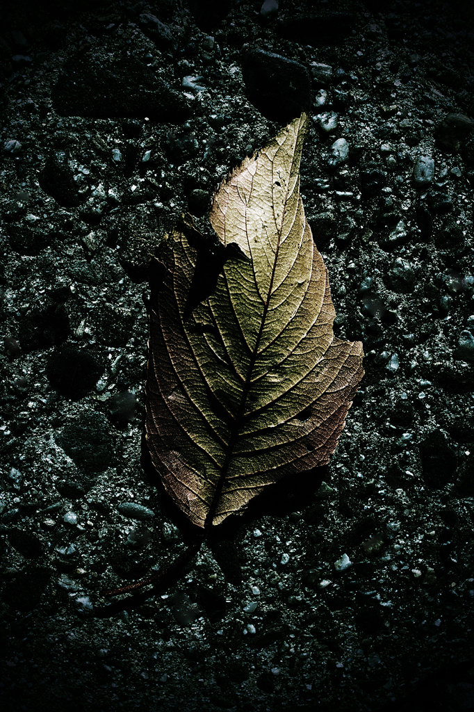 Leaf