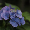 紫陽花