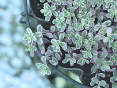 plant