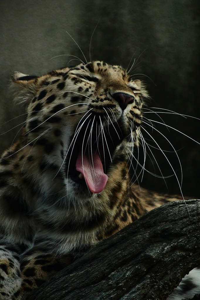 Leopard
