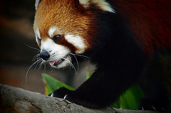 Red panda