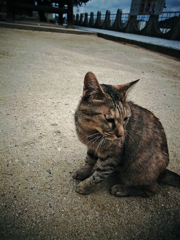 尾道で出会った猫  #03