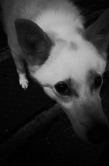 White dog
