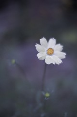 Cosmos
